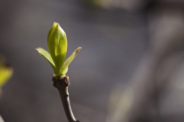 Spring bud grows