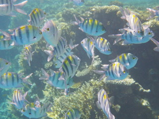 barriera corallina © paolo