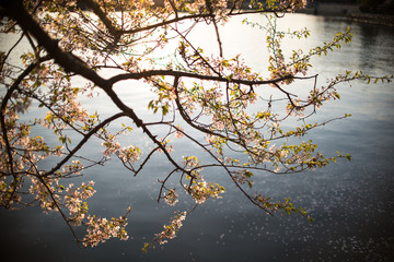 Cherry Blossoms at Sunset next to Lake 