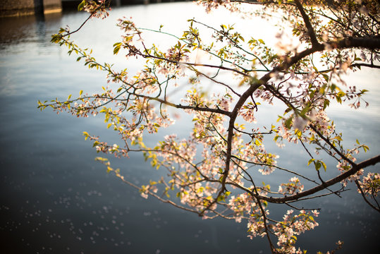Cherry Blossoms at Sunset next to Lake 