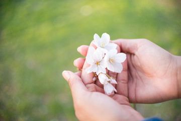 Holding Cherry Blossoms in Hand 