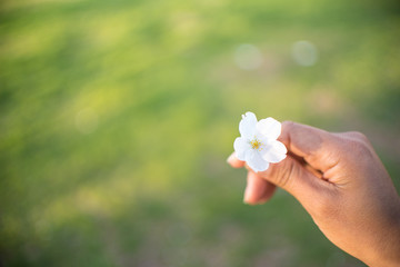 Holding Cherry Blossoms in Hand 