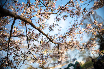 Fototapeta na wymiar Cherry Blossoms 