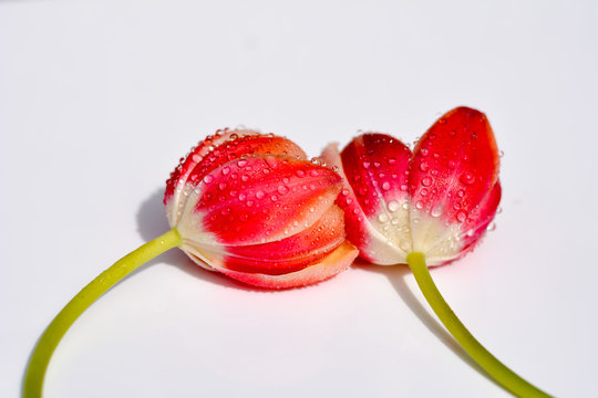 Tulpen auf weissem Hintergrund mit Tropfen