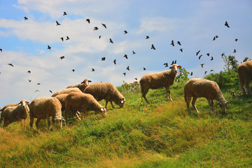Obraz premium sheeps on meadow 