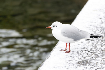 Seagull stands on a snow-covered area along the Lucerne River in the winter in the city of Lucerne, Switzerland.