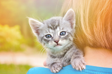 little kitten, outdoor