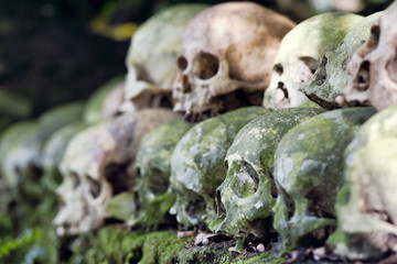 Cleaned skulls stacked under a banyan tree in the cemetery as per anciant Hindu Tradition in Trunyan, Bali, Indonesia