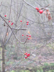 December misty morning walk around Sowerby Bridge collection
