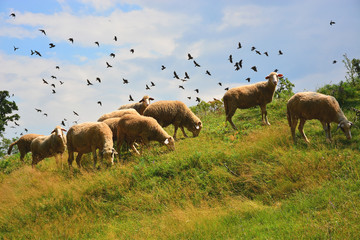 sheeps on meadow
