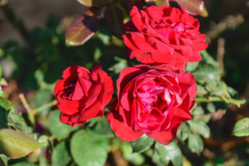 Beautiful roses in the garden on the mountain.