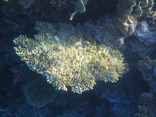 barriera corallina © paolo