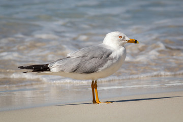 gaviota