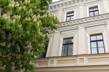 Fototapeta na wymiar Blossoming chestnut and facade of a building in classical style