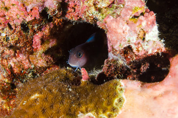 Obraz na płótnie Canvas fish hidden on background of a coral reef