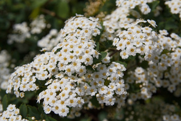 Fototapeta premium Blossoming in spring a magnificent tree closeup. Nature