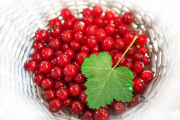 red currant