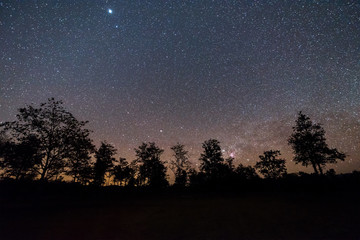 Fototapeta na wymiar Night sky with star and tree.