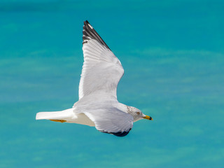 Gaviota blanca