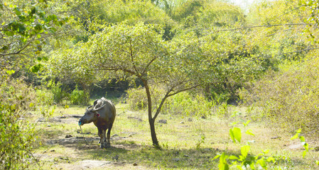 Black cow ox cooling down in the shadow taking shelter underneath small green tree hiding from the sun in the morning.