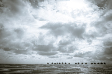 Reiten im Watt, Nordsee, Watt, Pferde, reiten, Strand, Ebbe, 