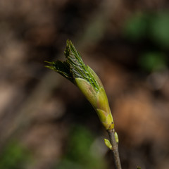 Tree bud blooming