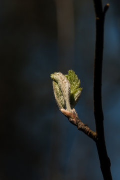 Tree bud sprouting