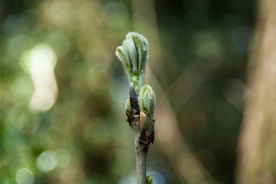 Tree branch bud sprouting