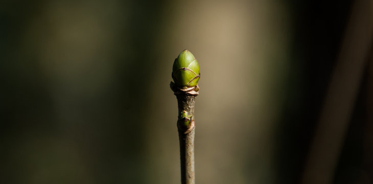 Tree bud sprouting