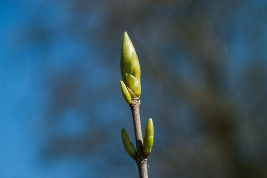 Tree blooming in spring