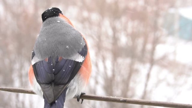 Bullfinch male bird feeding. Slow motion