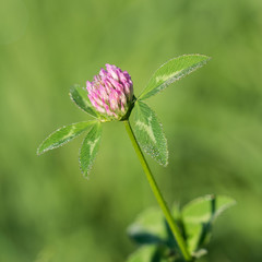 blossoming clover on meadow