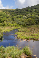 Stream in a farm forest