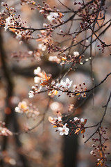 Branches of a lush blossoming decorative apple tree in early spring. A gentle photo with a soft focus. Beautiful gentle background in brown shades.
