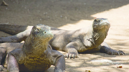 Two komodo dragons sitting still looking out at komodo national park, lndonesia.
