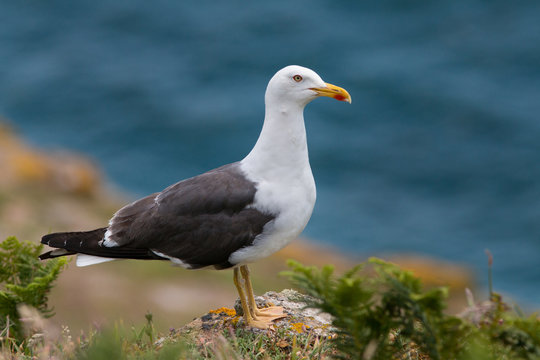 backed gull at rock