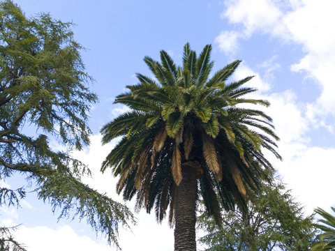 A palm tree on an urban public garden on Hervas, Spain