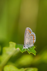 butterfly sits on a blossoming meadow in a sunny day