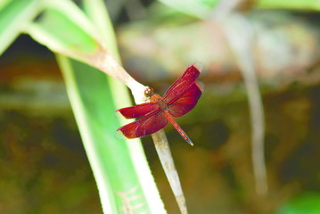 Red dragonfly sitting resting on green leaf in garden in the morning.