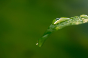 water drops on green plant leaf