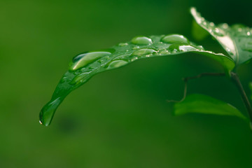 water drops on green plant leaf
