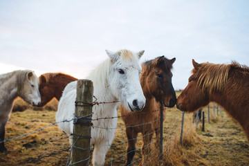 Horses Behind Barbed Wire Fence