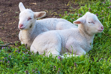 Obraz premium Lämmer