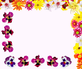 Colorful bright flowers isolated on white background