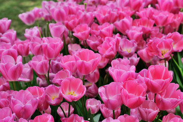 Fototapeta premium Tulips in Gulhane Park, Sultan Ahmet, Istanbul, Turkey.