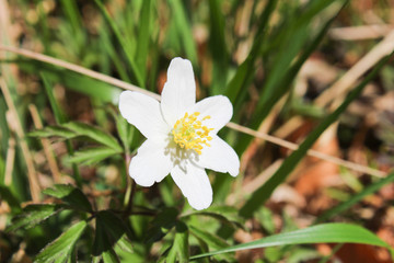 Anemone flower from front view
