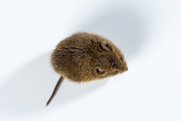 Top down view on a brown field mouse – isolated on white