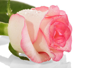 Pink rose with drops of dew on petals isolated on white. Side view.