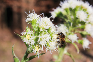 Allium ursinum with brown background and bee