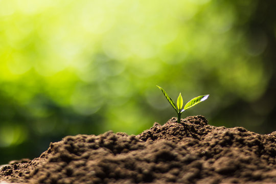 Plant Coffee seedlings in nature